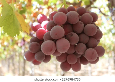 Red Grapes